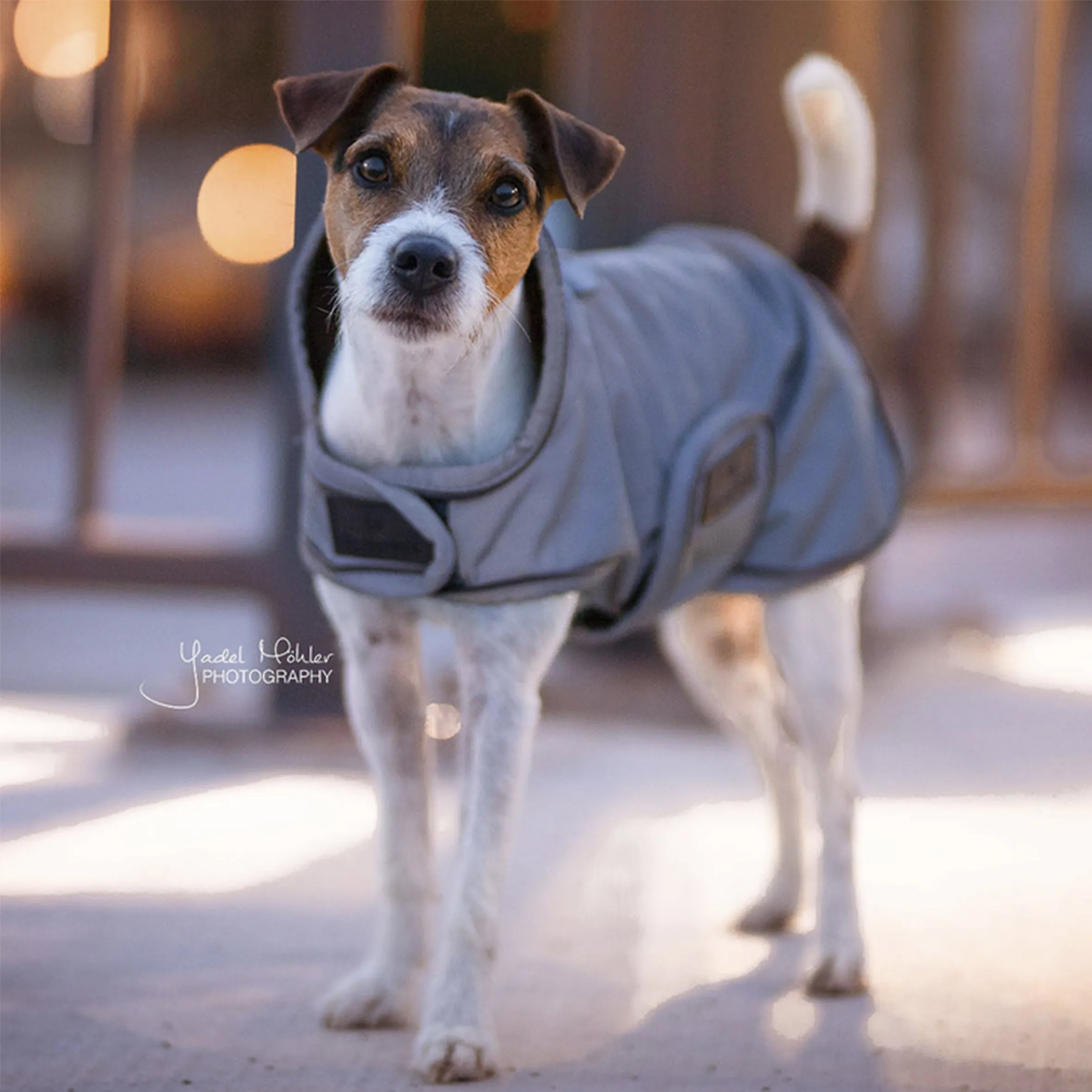 Dog Coat Reflective & Water Repellent