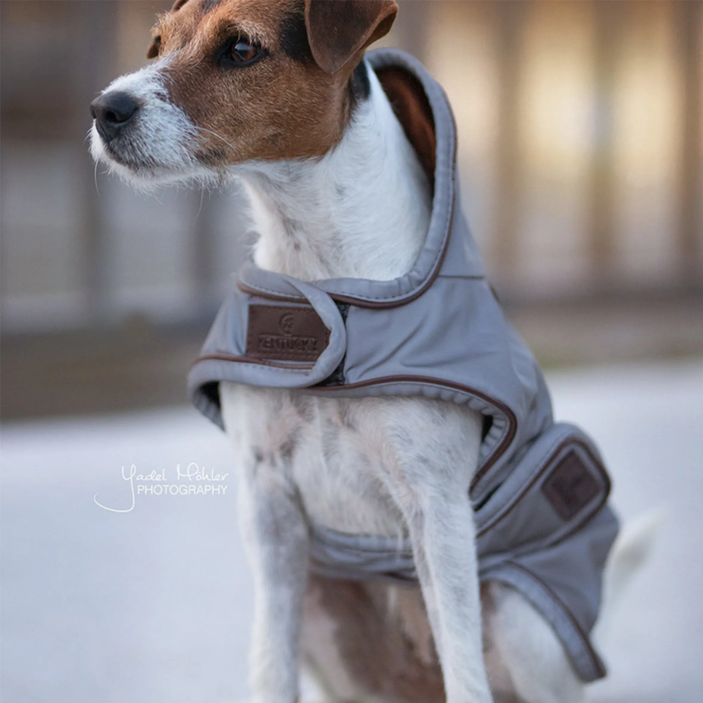 Dog Coat Reflective & Water Repellent